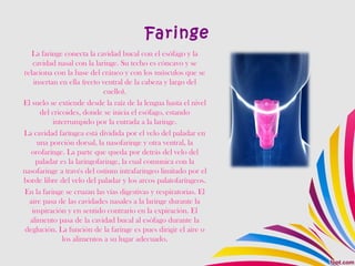 Faringe
La faringe conecta la cavidad bucal con el esófago y la
cavidad nasal con la laringe. Su techo es cóncavo y se
relaciona con la base del cráneo y con los músculos que se
insertan en ella (recto ventral de la cabeza y largo del
cuello).
El suelo se extiende desde la raíz de la lengua hasta el nivel
del cricoides, donde se inicia el esófago, estando
interrumpido por la entrada a la laringe.
La cavidad faríngea está dividida por el velo del paladar en
una porción dorsal, la nasofaringe y otra ventral, la
orofaringe. La parte que queda por detrás del velo del
paladar es la laringofaringe, la cual comunica con la
nasofaringe a través del ostium intrafaringeo limitado por el
borde libre del velo del paladar y los arcos palatofaríngeos.
En la faringe se cruzan las vías digestivas y respiratorias. El
aire pasa de las cavidades nasales a la laringe durante la
inspiración y en sentido contrario en la expiración. El
alimento pasa de la cavidad bucal al esófago durante la
deglución. La función de la faringe es pues dirigir el aire o
los alimentos a su lugar adecuado.
 