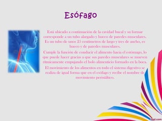 Esófago
Está ubicado a continuación de la cavidad bucal y su formar
corresponde a un tubo alargado y hueco de paredes musculares.
Es un tubo de unos 25 centímetros de largo y tres de ancho, es
hueco y de paredes musculares.
Cumple la función de conducir el alimento hacia el estómago, lo
que puede hacer gracias a que sus paredes musculares se mueven
rítmicamente empujando el bolo alimenticio formado en la boca.
El movimiento de los alimentos en todo el sistema digestivo se
realiza de igual forma que en el esófago y recibe el nombre de
movimiento peristáltico.
 