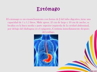 Estómago
El estomago es un ensanchamiento con forma de J del tubo digestivo, tiene una
capacidad de 1 a 1.5 litros. Mide aprox. 25 cm de largo y 10 cm de ancho, se
localiza en la línea media y parte superior izquierda de la cavidad abdominal,
por debajo del diafragma en el epigastrio, Continúa inmediatamente después
del esófago.
 