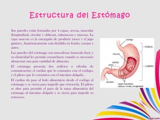 Estructura del Estómago
Sus paredes están formadas por 4 capas, serosa, muscular
(longitudinal, circular y oblicua), submucosa y mucosa. La
capa mucosa es la encargada de producir moco y el jugo
gástrico. Anatómicamente está dividido en fondo, cuerpo y
antro.
Las paredes del estómago son musculosas (musculo liso), y
su elasticidad les permite ensancharse cuando es necesario
almacenar una gran cantidad de alimento.
El estómago presenta dos orificios o válvulas de
comunicación: el cardias que lo comunica con el esófago,
y el píloro que lo comunica con el intestino delgado.
El cardias da paso al bolo alimenticio desde el esófago al
estómago y se cierra para impedir que retroceda. El píloro
se abre para permitir el paso de la masa alimenticia del
estómago al intestino delgado y se cierra para impedir su
retroceso.
 
