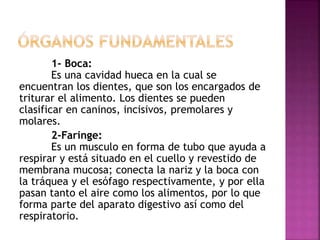 1- Boca:
Es una cavidad hueca en la cual se
encuentran los dientes, que son los encargados de
triturar el alimento. Los dientes se pueden
clasificar en caninos, incisivos, premolares y
molares.
2-Faringe:
Es un musculo en forma de tubo que ayuda a
respirar y está situado en el cuello y revestido de
membrana mucosa; conecta la nariz y la boca con
la tráquea y el esófago respectivamente, y por ella
pasan tanto el aire como los alimentos, por lo que
forma parte del aparato digestivo así como del
respiratorio.
 