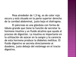 Pesa alrededor de 1,5 kg, es de color rojo
oscuro y está situado en la parte superior derecha
de la cavidad abdominal, justo bajo el diafragma.
El páncreas es una glándula con forma de
lóbulo grande que tiene la función de secretar la
hormona insulina y un fluido alcalino que ayuda al
proceso de digestión. La insulina es importante en
la utilización de azúcar en la sangre y la carencia
de esta hormona produce la diabetes mellitus. El
fluido digestivo se secreta directamente al
duodeno, justo debajo del estómago en el tracto
digestivo.
 
