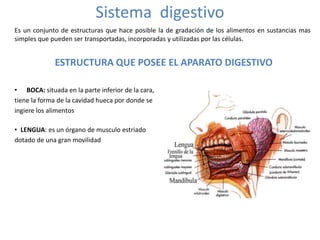 Sistema digestivo
Es un conjunto de estructuras que hace posible la de gradación de los alimentos en sustancias mas
simples que pueden ser transportadas, incorporadas y utilizadas por las células.
ESTRUCTURA QUE POSEE EL APARATO DIGESTIVO
• BOCA: situada en la parte inferior de la cara,
tiene la forma de la cavidad hueca por donde se
ingiere los alimentos
• LENGUA: es un órgano de musculo estriado
dotado de una gran movilidad
 