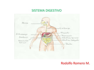 SISTEMA DIGESTIVO
Rodolfo Romero M.
 