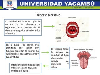 PROCESO DIGESTIVO
La cavidad Bucal: es el lugar de
entrada de los alimentos al
organismo. Esta provista de 32
dientes encargados de triturar los
alimentos
En la boca , se abren tres
glándulas que tienen por
función segregar la saliva: las
sublinguales, las submaxilares y
las parótidas
La lengua tiene
la misión de
impulsar el bolo
alimenticio,
mezcla de
alimentos y
saliva.
-Interviene en la masticación
-Interviene en la deglución
-Órgano del gusto
 