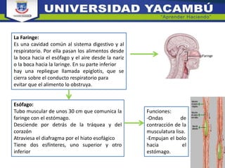 La Faringe:
Es una cavidad común al sistema digestivo y al
respiratorio. Por ella pasan los alimentos desde
la boca hacia el esófago y el aire desde la nariz
o la boca hacia la laringe. En su parte inferior
hay una repliegue llamada epiglotis, que se
cierra sobre el conducto respiratorio para
evitar que el alimento lo obstruya.
Esófago:
Tubo muscular de unos 30 cm que comunica la
faringe con el estómago.
Desciende por detrás de la tráquea y del
corazón
Atraviesa el diafragma por el hiato esofágico
Tiene dos esfínteres, uno superior y otro
inferior
Funciones:
-Ondas de
contracción de la
musculatura lisa.
-Empujan el bolo
hacia el
estómago.
 