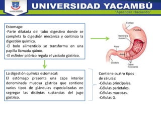 Estomago:
-Parte dilatada del tubo digestivo donde se
completa la digestión mecánica y continúa la
digestión química.
-El bolo alimenticio se transforma en una
papilla llamada quimo.
-El esfínter pilórico regula el vaciado gástrico.
La digestión química estomacal:
El estómago presenta una capa interior
denominada mucosa gástrica que contiene
varios tipos de glándulas especializadas en
segregar las distintas sustancias del jugo
gástrico.
Contiene cuatro tipos
de células:
-Células principales.
-Células parietales.
-Células mucosas.
-Células G.
 