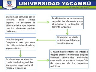 El estomago comunica con el
intestino. Entre ambos
órganos, se encuentra la
válvula pilórica, que impiden
que los alimentos vuelvan
hacia atrás
En el intestino se termina n de
degradar los alimentos y son
absorbidos y trasladados al
torrente sanguíneo
El intestino se divide :
en intestino delgado e
intestino grueso
Intestino delgado:
Comprende tres porciones
bien diferenciadas: duodeno,
yeyuno e íleon.
En el duodeno, se abren los
conductos de dos glándulas
anexas muy importantes: el
hígado y el páncreas.
El revestimiento interno del intestino
delgado presenta numerosos pliegues
llamados vellosidades intestinales
cuya misión es aumentar la superficie
de absorción de los elementos
nutritivos
 