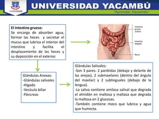 El intestino grueso:
Se encarga de absorber agua,
formar las heces y secretar el
mucus que lubrica el interior del
intestino y facilita el
desplazamiento de las heces y
su deposición en el exterior.
Glándulas Anexas:
-Glándulas salivales
-Hígado
-Vesícula biliar
-Páncreas
Glándulas Salivales:
-Son 3 pares: 2 parótidas (debajo y delante de
las orejas), 2 submaxilares (dentro del ángulo
del maxilar) y 2 sublinguales (debajo de la
lengua).
-La saliva contiene amilasa salival que degrada
el almidón en maltosa y maltasa que degrada
la maltosa en 2 glucosas.
-También contiene moco que lubrica y agua
que humecta.
 