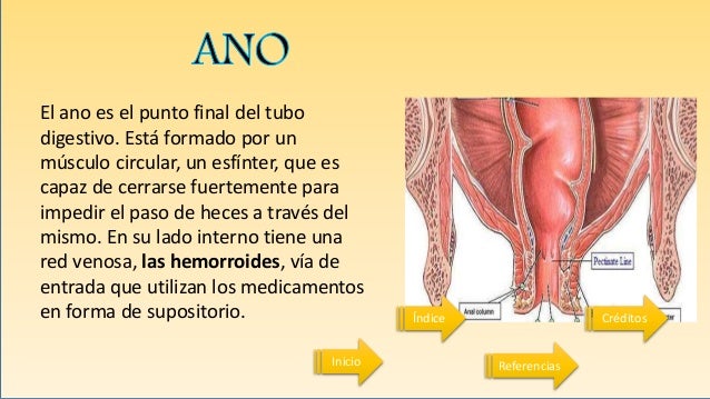 Cuál Es La Función Del Ano En El Sistema Digestivo es.slideshare.net