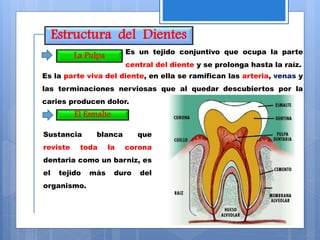 Estructura del Dientes
La Pulpa
El Esmalte
Es la parte viva del diente, en ella se ramifican las arteria, venas y
las terminaciones nerviosas que al quedar descubiertos por la
caries producen dolor.
Es un tejido conjuntivo que ocupa la parte
central del diente y se prolonga hasta la raíz.
Sustancia blanca que
reviste toda la corona
dentaria como un barniz, es
el tejido más duro del
organismo.
 