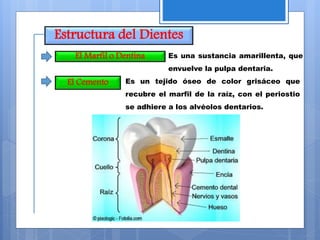 Estructura del Dientes
El Marfil o Dentina Es una sustancia amarillenta, que
envuelve la pulpa dentaria.
El Cemento Es un tejido óseo de color grisáceo que
recubre el marfil de la raíz, con el periostio
se adhiere a los alvéolos dentarios.
 