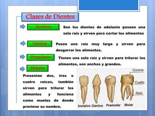 Clases de Dientes
Incisivos
Caninos
Presentan dos, tres o
cuatro raíces, también
sirven para triturar los
alimentos y funciona
como muelas de donde
proviene su nombre.
Premolares
Molares
Son los dientes de adelante poseen una
sola raíz y sirven para cortar los alimentos
Posee una raíz muy larga y sirven para
desgarrar los alimentos.
Tienen una sola raíz y sirven para triturar los
alimentos, son anchos y grandes.
 