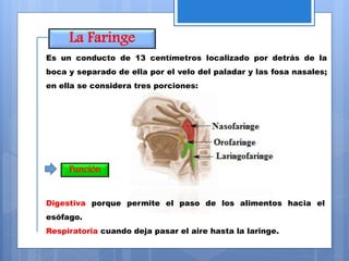 La Faringe
Función
Es un conducto de 13 centímetros localizado por detrás de la
boca y separado de ella por el velo del paladar y las fosa nasales;
en ella se considera tres porciones:
Digestiva porque permite el paso de los alimentos hacia el
esófago.
Respiratoria cuando deja pasar el aire hasta la laringe.
 