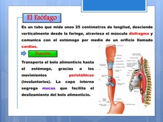 El Esófago
Función
Es un tubo que mide unos 25 centímetros de longitud, desciende
verticalmente desde la faringe, atraviesa el músculo diafragma y
comunica con el estómago por medio de un orificio llamado
cardias.
Transporta el bolo alimenticio hasta
el estómago, gracias a los
movimientos peristálticos
(involuntarios). La capa interna
segrega mucus que facilita el
deslizamiento del bolo alimenticio.
 