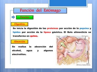 Función del Estómago
Función
Digestiva
Se inicia la digestión de las proteínas por acción de la pepsina y
lípidos por acción da la lipasa gástrica. El Bolo alimenticio se
transforma en quimo.
Absorción
Se realiza la absorción del
alcohol, agua y algunos
electrolitos.
 