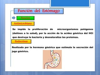 Función del Estómago
Función
Realizada por la hormona gástrica que estimula la secreción del
jugo gástrico.
Endocrinas
Antimicrobiano
Se impide la proliferación de microorganismos patógenos
(dañinos a la salud), por la acción de la acidez gástrica del HCl
que destruye la bacteria y desnaturaliza las proteínas.
 