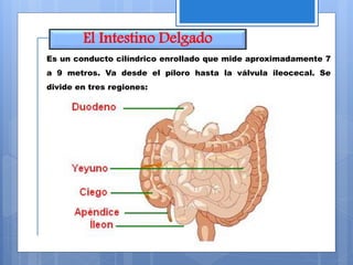 El Intestino Delgado
Es un conducto cilíndrico enrollado que mide aproximadamente 7
a 9 metros. Va desde el píloro hasta la válvula ileocecal. Se
divide en tres regiones:
 