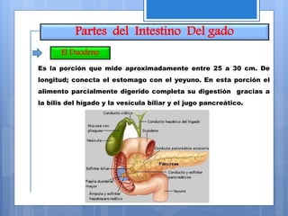 Partes del Intestino Del gado
Es la porción que mide aproximadamente entre 25 a 30 cm. De
longitud; conecta el estomago con el yeyuno. En esta porción el
alimento parcialmente digerido completa su digestión gracias a
la bilis del hígado y la vesícula biliar y el jugo pancreático.
El Duodeno
 