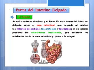 Partes del Intestino Delgado
Se ubica entre el duodeno y el íleon. En este tramo del intestino
delgado actúa el jugo intestinal, que degrada al mínimo
los hidratos de carbono, las proteínas y los lípidos; en su interior
presenta las vellosidades intestinales, que absorben los
nutrientes hacia la vena intestinal y pasar a la sangre.
El Yeyuno
 