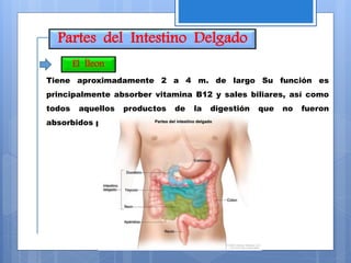 Partes del Intestino Delgado
Tiene aproximadamente 2 a 4 m. de largo Su función es
principalmente absorber vitamina B12 y sales biliares, así como
todos aquellos productos de la digestión que no fueron
absorbidos por el yeyuno.
El Íleon
 