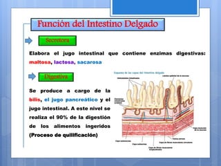 Función del Intestino Delgado
Digestiva
Secretora
Elabora el jugo intestinal que contiene enzimas digestivas:
maltosa, lactosa, sacarosa
Se produce a cargo de la
bilis, el jugo pancreático y el
jugo intestinal. A este nivel se
realiza el 90% de la digestión
de los alimentos ingeridos
(Proceso de quilificación)
 