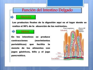Función del Intestino Delgado
Motora
En los intestinos se produce
contracciones (movimientos
peristálticos) que facilita la
mezcla de los alimentos con
jugos gástricos, bilis y el jugo
pancreático.
Absorción
Los productos finales de la digestión aquí es el lugar donde se
realiza el 90% de la absorción de los nutrientes.
 
