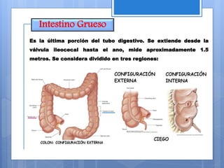 Intestino Grueso
Es la última porción del tubo digestivo. Se extiende desde la
válvula ileocecal hasta el ano, mide aproximadamente 1.5
metros. Se considera dividido en tres regiones:
 