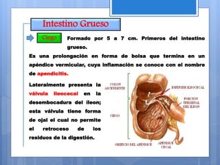 Intestino Grueso
Ciego Formado por 5 a 7 cm. Primeros del intestino
grueso.
Es una prolongación en forma de bolsa que termina en un
apéndice vermicular, cuya inflamación se conoce con el nombre
de apendicitis.
Lateralmente presenta la
válvula ileocecal en la
desembocadura del íleon;
esta válvula tiene forma
de ojal el cual no permite
el retroceso de los
residuos de la digestión.
 