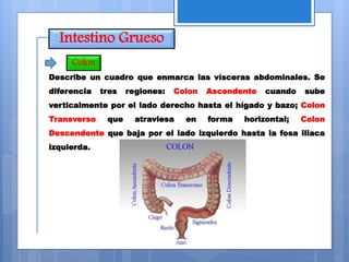 Intestino Grueso
Colon
Describe un cuadro que enmarca las vísceras abdominales. Se
diferencia tres regiones: Colon Ascendente cuando sube
verticalmente por el lado derecho hasta el hígado y bazo; Colon
Transverso que atraviesa en forma horizontal; Colon
Descendente que baja por el lado izquierdo hasta la fosa iliaca
izquierda.
 