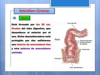 Intestino Grueso
Recto
Está formado por los 20 cm.
Finales del tubo digestivo, que
desemboca al exterior por el
ano. Dicha desembocadura está
protegido por dos esfínteres:
uno interno de musculatura lisa
y otra externa de musculatura
estriada.
 