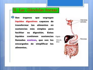 II. Las Glándulas Anexas
Son órganos que segregan
líquidos digestivos capaces de
transformar los alimentos en
sustancias más simples para
facilitar su digestión. Estos
líquidos contienen sustancias
llamadas enzimas, que son los
encargados de simplificar los
alimentos.
 