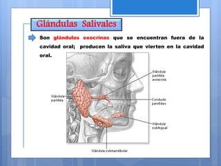 Glándulas Salivales
Son glándulas exocrinas que se encuentran fuera de la
cavidad oral; producen la saliva que vierten en la cavidad
oral.
 