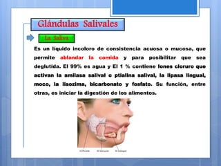 Glándulas Salivales
Es un líquido incoloro de consistencia acuosa o mucosa, que
permite ablandar la comida y para posibilitar que sea
deglutida. El 99% es agua y El 1 % contiene Iones cloruro que
activan la amilasa salival o ptialina salival, la lipasa lingual,
moco, la lisozima, bicarbonato y fosfato. Su función, entre
otras, es iniciar la digestión de los alimentos.
La Saliva
 