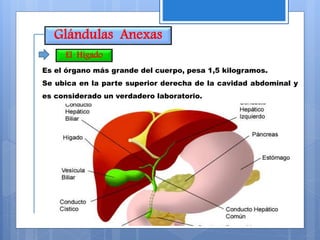 Glándulas Anexas
Es el órgano más grande del cuerpo, pesa 1,5 kilogramos.
Se ubica en la parte superior derecha de la cavidad abdominal y
es considerado un verdadero laboratorio.
El Hígado
 
