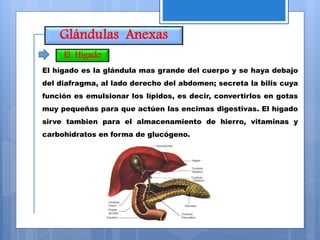 Glándulas Anexas
El hígado es la glándula mas grande del cuerpo y se haya debajo
del diafragma, al lado derecho del abdomen; secreta la bilis cuya
función es emulsionar los lípidos, es decir, convertirlos en gotas
muy pequeñas para que actúen las encimas digestivas. El hígado
sirve tambien para el almacenamiento de hierro, vitaminas y
carbohidratos en forma de glucógeno.
El Hígado
 