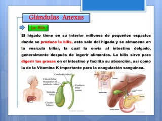 Glándulas Anexas
El hígado tiene en su interior millones de pequeños espacios
donde se produce la bilis, esta sale del hígado y se almacena en
la vesícula biliar, la cual la envía al intestino delgado,
generalmente después de ingerir alimentos. La bilis sirve para
digerir las grasas en el intestino y facilita su absorción, así como
la de la Vitamina K importante para la coagulación sanguínea.
La Bilis
 