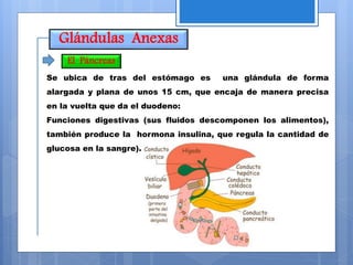 Glándulas Anexas
Se ubica de tras del estómago es una glándula de forma
alargada y plana de unos 15 cm, que encaja de manera precisa
en la vuelta que da el duodeno:
Funciones digestivas (sus fluidos descomponen los alimentos),
también produce la hormona insulina, que regula la cantidad de
glucosa en la sangre).
El Páncreas
 