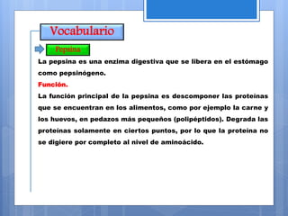 Vocabulario
La pepsina es una enzima digestiva que se libera en el estómago
como pepsinógeno.
Función.
La función principal de la pepsina es descomponer las proteínas
que se encuentran en los alimentos, como por ejemplo la carne y
los huevos, en pedazos más pequeños (polipéptidos). Degrada las
proteínas solamente en ciertos puntos, por lo que la proteína no
se digiere por completo al nivel de aminoácido.
Pepsina
 
