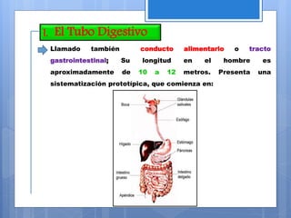 I. El Tubo Digestivo
Llamado también conducto alimentario o tracto
gastrointestinal; Su longitud en el hombre es
aproximadamente de 10 a 12 metros. Presenta una
sistematización prototípica, que comienza en:
 