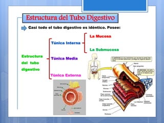 Estructura del Tubo Digestivo
Casi todo el tubo digestivo es idéntico. Posee:
Túnica Interna
La Mucosa
La Submucosa
Túnica Media
Túnica Externa
Estructura
del tubo
digestivo
 