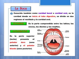 La Boca
Conocida también como cavidad bucal o cavidad oral, es la
cavidad donde se inicia el tubo digestivo, se divide en dos
regiones el vestíbulo y la cavidad oral.
Es la parte comprendida entre los labios; las
encías, los dientes y las mejillas.
El Vestíbulo
La Cavidad Oral
Es la parte superior
(techo) presenta el
paladar duro (zona
anterior) y el paladar
blando (zona posterior)
 