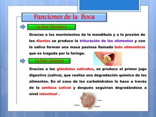 Funciones de la Boca
La Fase Mecánica
La Fase Química
Gracias a las glándulas salivales, se produce el primer jugo
digestivo (saliva), que realiza una degradación química de los
alimentos. En el caso de los carbohidratos lo hace a través
de la amilasa salival y después seguirían degradándose a
nivel intestinal .
Gracias a los movimientos de la mandíbula y a la presión de
los dientes se produce la trituración de los alimentos y con
la saliva forman una masa pastosa llamada bolo alimenticio
que es tragada por la faringe.
 