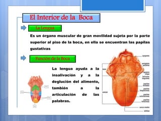 El Interior de la Boca
La Lengua
Función de la Boca
Es un órgano muscular de gran movilidad sujeta por la parte
superior al piso de la boca, en ella se encuentran las papilas
gustativas
La lengua ayuda a la
insalivación y a la
deglución del alimento,
también a la
articulación de las
palabras.
 