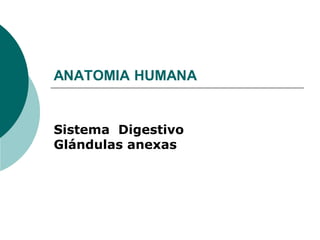 ANATOMIA HUMANA
Sistema Digestivo
Glándulas anexas
 