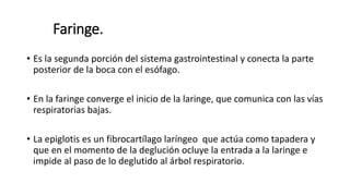 Faringe.
• Es la segunda porción del sistema gastrointestinal y conecta la parte
posterior de la boca con el esófago.
• En la faringe converge el inicio de la laringe, que comunica con las vías
respiratorias bajas.
• La epiglotis es un fibrocartílago laríngeo que actúa como tapadera y
que en el momento de la deglución ocluye la entrada a la laringe e
impide al paso de lo deglutido al árbol respiratorio.
 