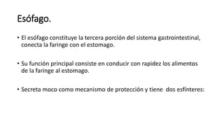 Esófago.
• El esófago constituye la tercera porción del sistema gastrointestinal,
conecta la faringe con el estomago.
• Su función principal consiste en conducir con rapidez los alimentos
de la faringe al estomago.
• Secreta moco como mecanismo de protección y tiene dos esfínteres:
 