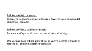 Esfínter esofágico superior:
Durante la deglución oprime la laringe y favorece la conducción del
alimento al esófago.
Esfínter esofágico interior o cardias:
Rodea al esófago en el punto en que se inicia el esófago.
Una vez que pasa el bolo alimenticio, se vuelve a cerrar e impide el
retorno del contenido gástrico esofágico.
 