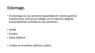 Estomago.
• El estomago es una secreción expandida del sistema gástrico
intestinal que conecta el esófago con el intestino delgado,
funcionalmente se divide en tres porciones:
• Fondo.
• Cuerpo.
• Antro Gástrico.
• Finaliza en el esfínter pilórico o píloro.
 