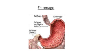 Estomago
 